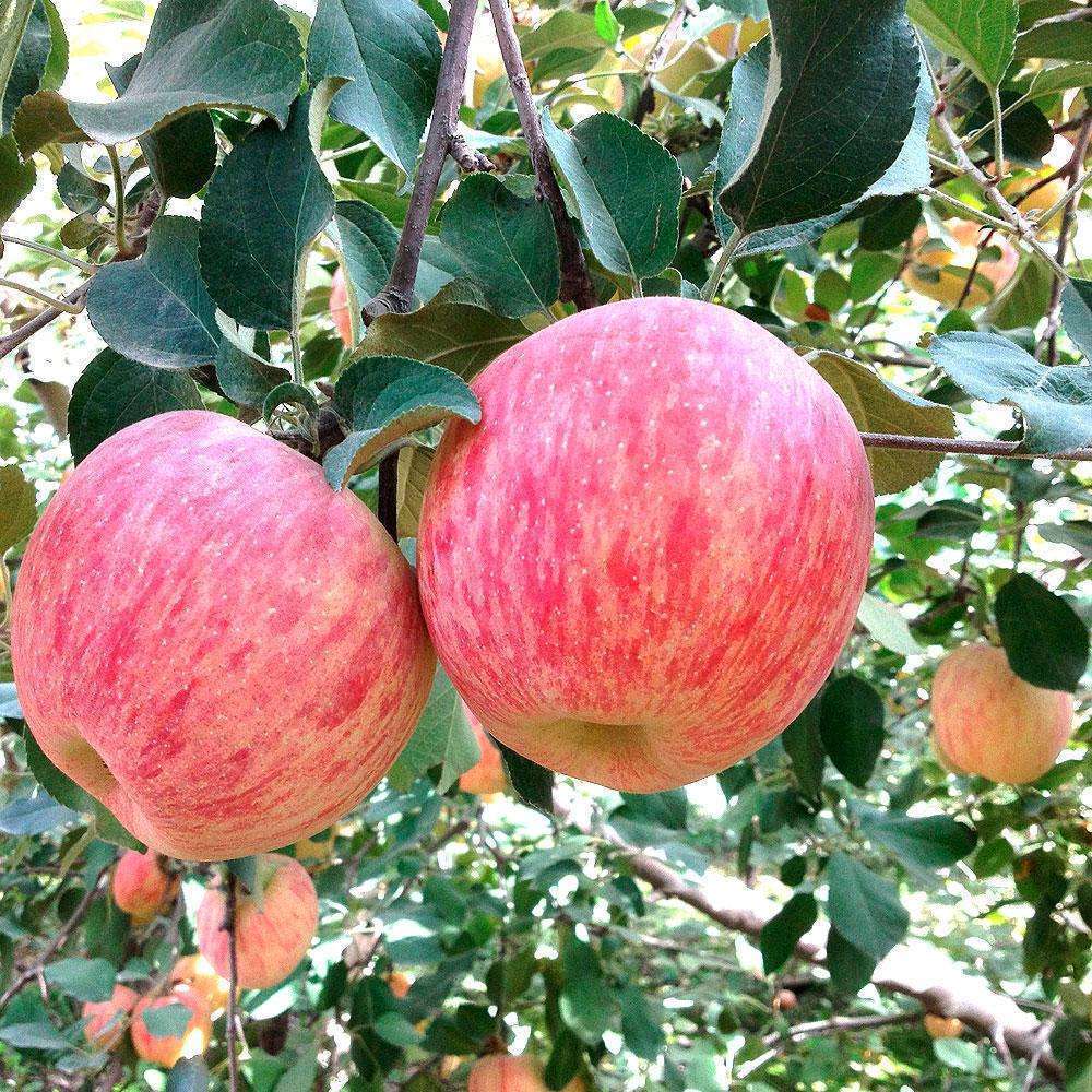 皱纹|苹果和它一起煮,睡前喝一碗,睡眠香、皱纹消,女人多喝不见老