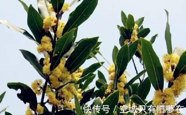 世界上十大最美的花,彼岸花排第二!