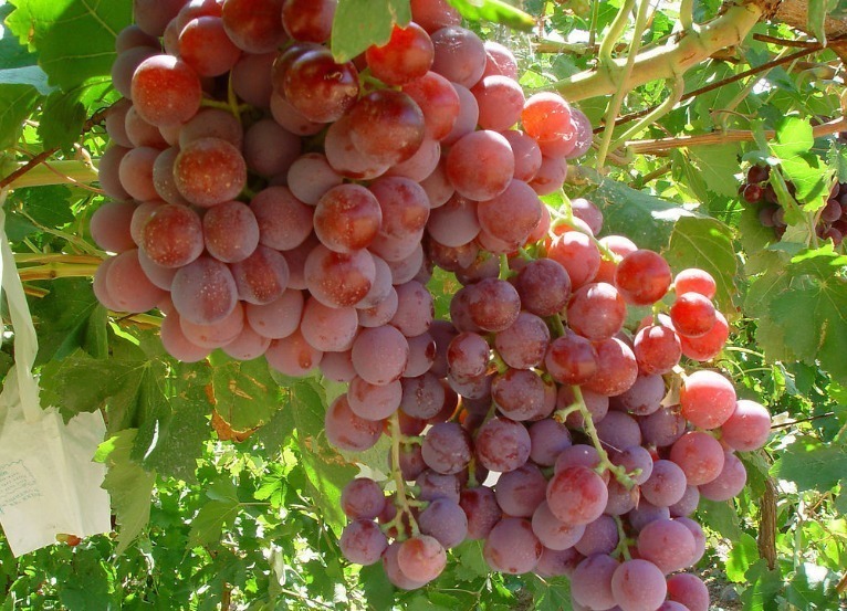 补充营养|吃完葡萄一小时内,别碰此3种食物,对身体不好,记得告诉家人