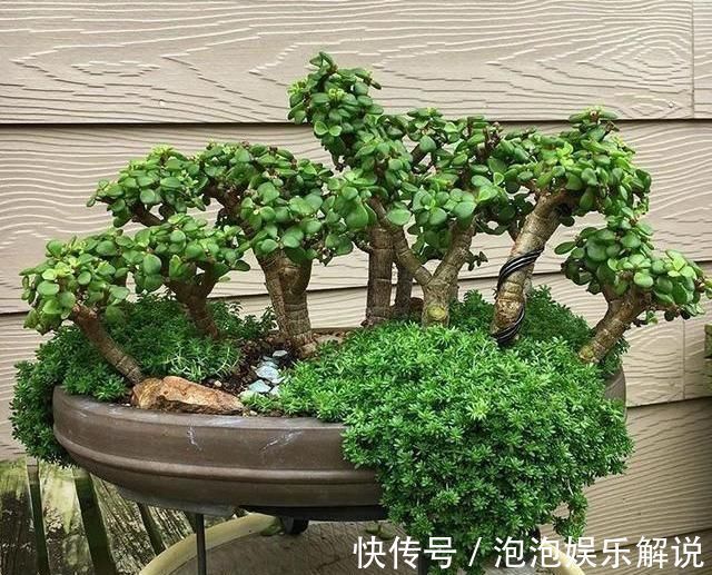 修剪|养一盆金枝玉叶,一剪一扎,轻轻松松,变成值钱的“盆景”