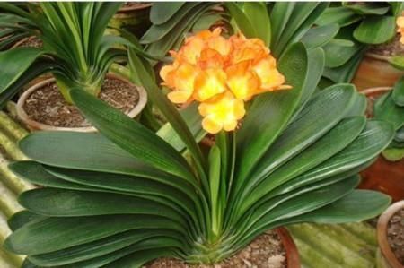 光照|冬天养君子兰有技巧,掌握几个要点,叶片挺拔如折扇,开花鲜艳!