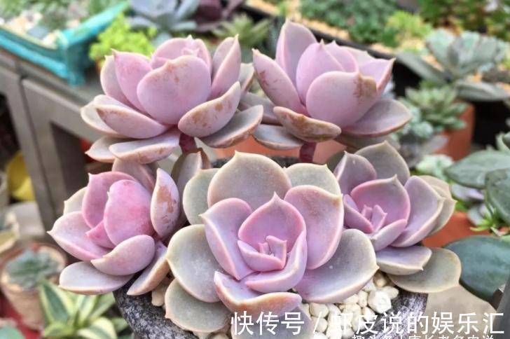 叶心|不应被遗忘的多肉紫珍珠,好养易上色,养成老桩后颜色紫红超好看