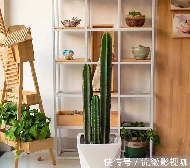 腐殖质|8种“丑花”,个个都有好兆头,家里养几盆,镇宅吉祥,越养越爱