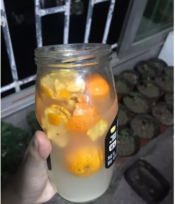 橘子皮|还用淘米水浇花没掌握以下正确方法,浇啥死啥!