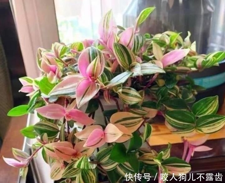 天堂鸟|最适合新手养的4种花,沾土就能活,浇水就疯长,开花爆盆很容易