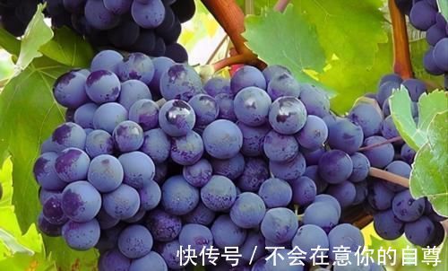 葡萄|高龄者想长寿,常吃3种食物,补充营养,保持良好视力,养心安神