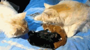 |搞笑GIF趣图:老婆,咋还能生出两个黑的来?你解释一下