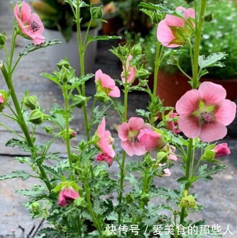 农历十一月大雪过后,养什么花?家里养3种花,开春大吉喜气盈盈