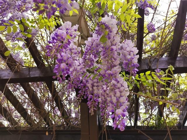 芦荟|爱花的人，这些家庭养花小知识你知道吗？