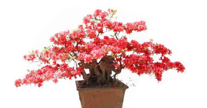 杜鹃花盆景用什么土养好,杜鹃花盆景怎么施肥