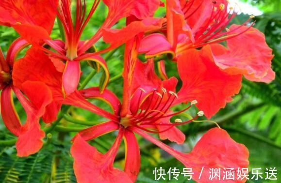 养花|喜欢养花选“它”花语火热青春，花美颜色艳，开花90天