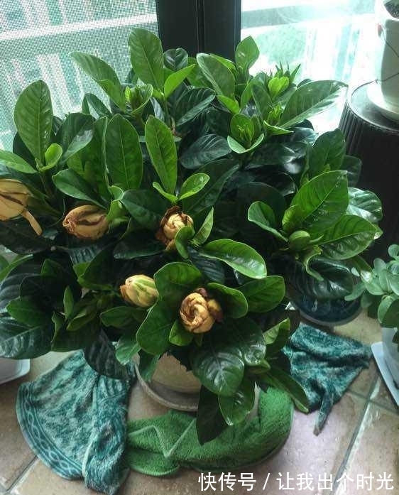 栀子花真难养?避开“3不要”,挤满大花苞,冬天也开爆