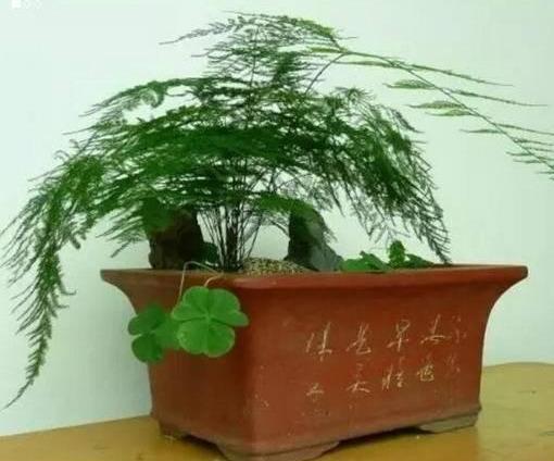 文竹盆土里插个“神器”,盆土状况一目了然,变成茂密“小森林”