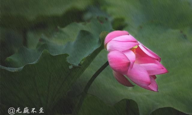 老年|青白江的夏雨荷——夏至错失日环食，怡湖园中观芙蕖