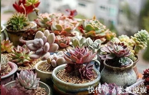 长寿花|别再浪费钱买花了，这些花掰片叶子就能长一大盆，省下好多钱！