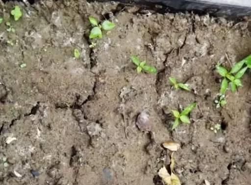  养花|学会这些，再也不用担心花不开草不绿了，你也能变成养花高手