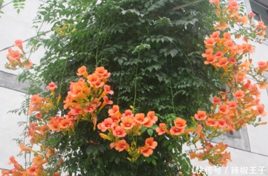 去养花牛人家里,走进院子被迷住,这些花真大气