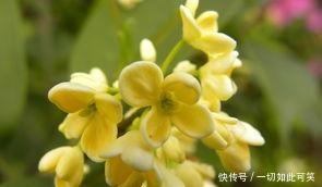 如何养护桂花,盆栽桂花的养殖方法有哪些!