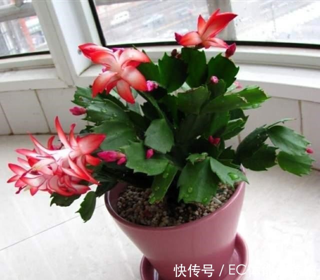 下个月是蟹爪兰的关键时期,有3个细节要注意,否则开花掉一半!