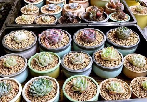 多肉植物|多肉,懒人花友的“心头好”,上班族的“小萌宠”,好看又好养