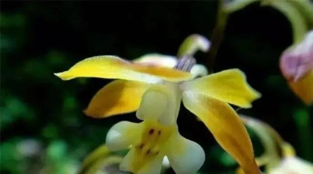 石斛兰|最全的兰花大鉴赏,看看你都见过几种兰花!
