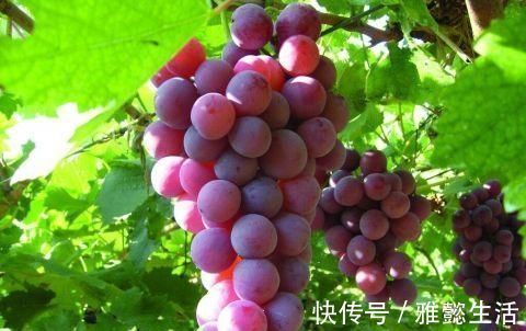 好处|吃葡萄好处多多，但却不能和以下食物搭配在一起，会起反作用