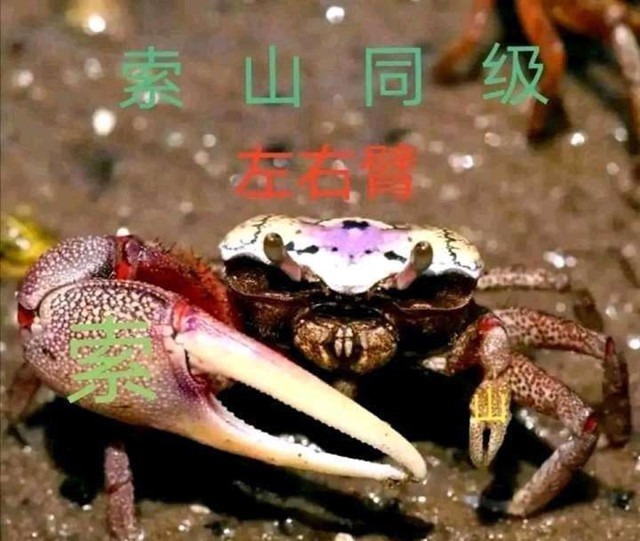 布鲁克|海贼王1020话:尾田重申山治的定位为“双翼”,这次粉丝不买账了