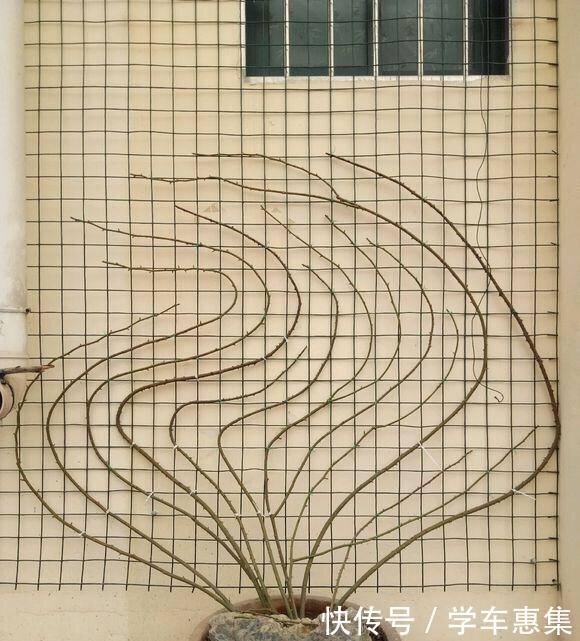 春季养月季,一定要掐芽,开花多10倍,长得枝肥叶壮,爬满阳台!