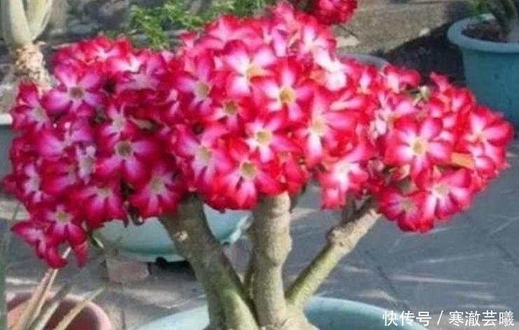 4种富贵花,添福添贵添好运,满屋飘香,养庭院,十里飘香