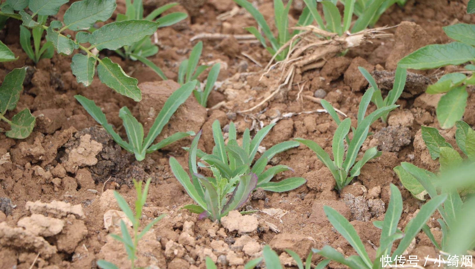 浑身都是宝的菜，很多人当成草，简单一拌就上桌，清热解毒胜良药
