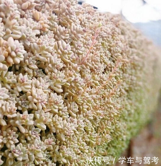 适应能力|容易爆盆的姬秋丽,除了易爆盆之外,还能养出“瀑布墙”的状态!