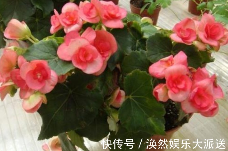 植株|有钱人最喜欢养“3种花”,四季都开花,镇宅又招财,比绿萝好养