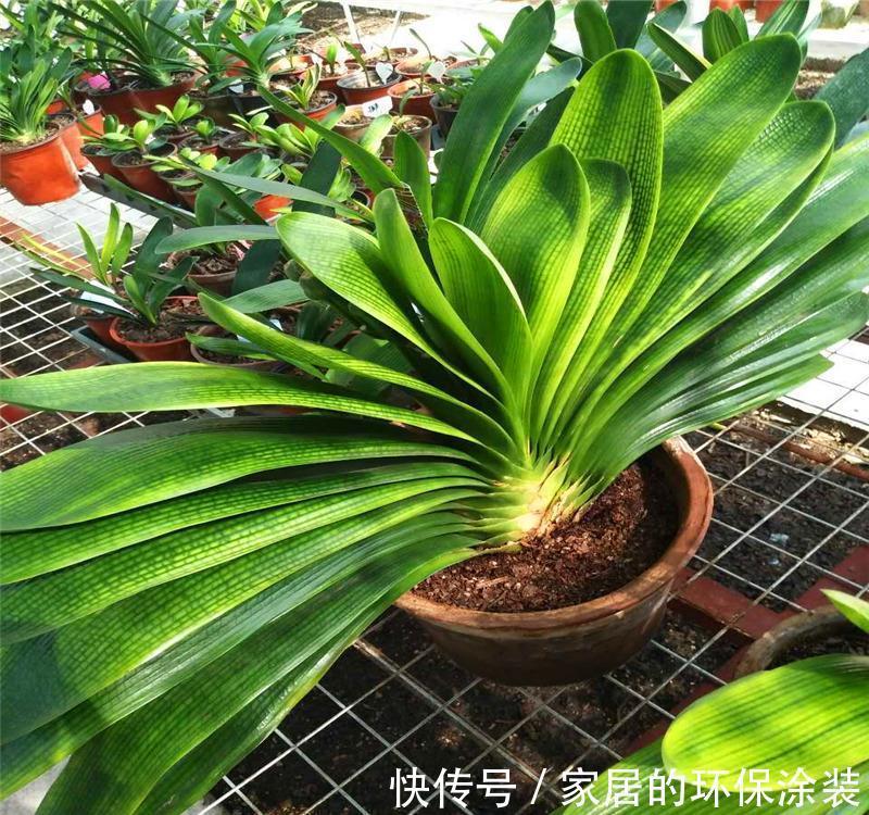 避开君子兰开花的“3大误区”,秋天大爆发,花箭拔得多