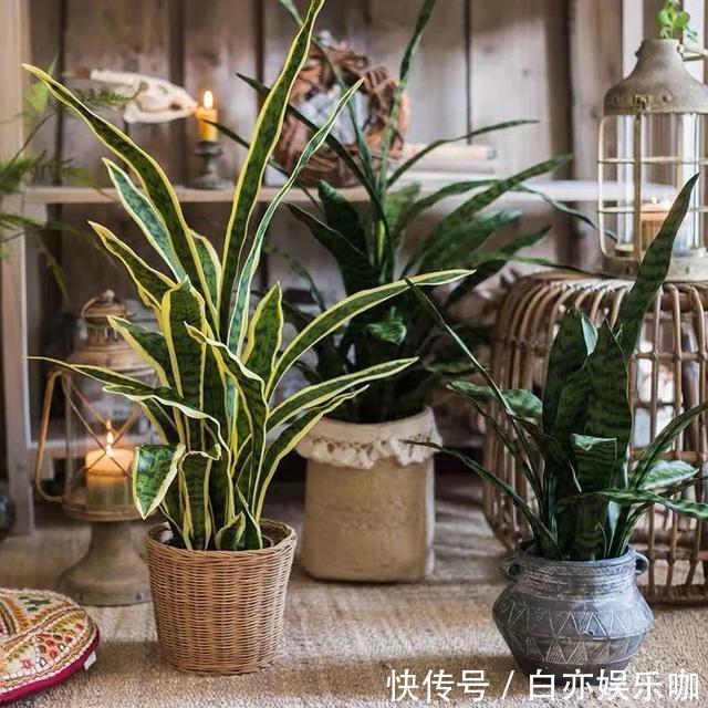 客厅|客厅养花就选这六种,寿命长、寓意好,省心又好养,你家养了几种