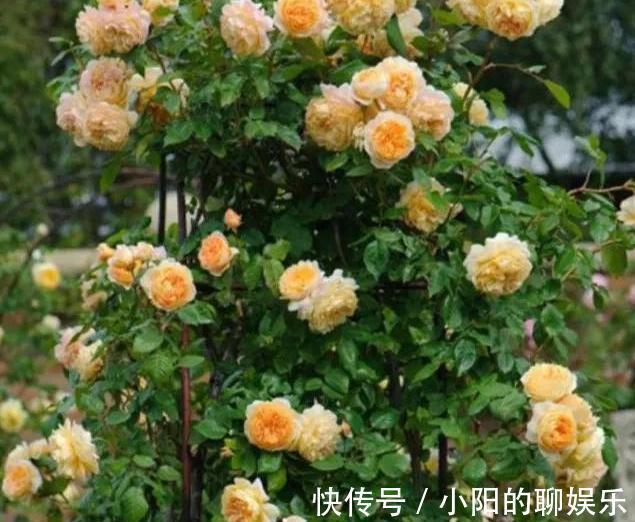 有个院子我只栽4种爬墙花,靠天吃饭就能开满一墙花