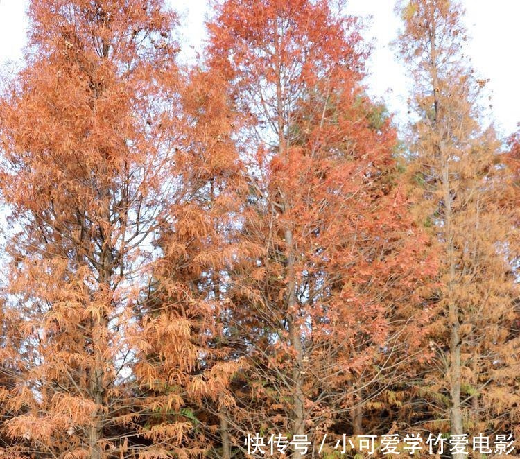 昆明|水杉林里划船，滇池湖畔欣赏睡美人，海洪湿地风景真美！