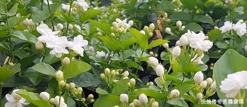 养茉莉花,盆里放几粒“小东西”,花儿怒放、芳香,一年开花不断