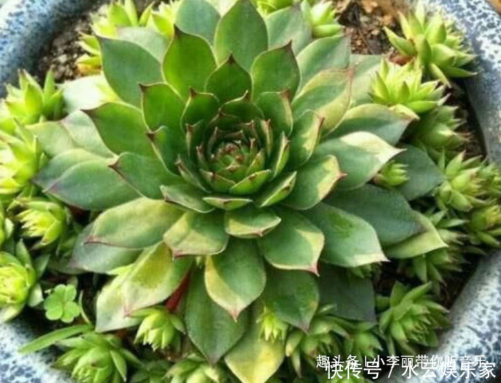 侧芽|养多肉首选“观音莲”,造型好又好养,一棵自己能爆盆,侧芽真多