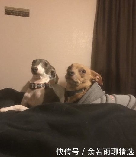 保温|妹子想告诉你们:鲜奶要保温,火腿需冷藏