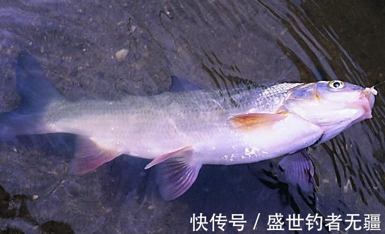 草鱼|夏季野钓草鱼,这款饵可以让它疯咬不止,上鱼不断——盛世三渔