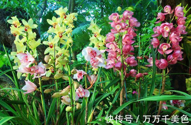 花盆越小开花越好的“皮实”花,塞进小花盆里,好养又好看