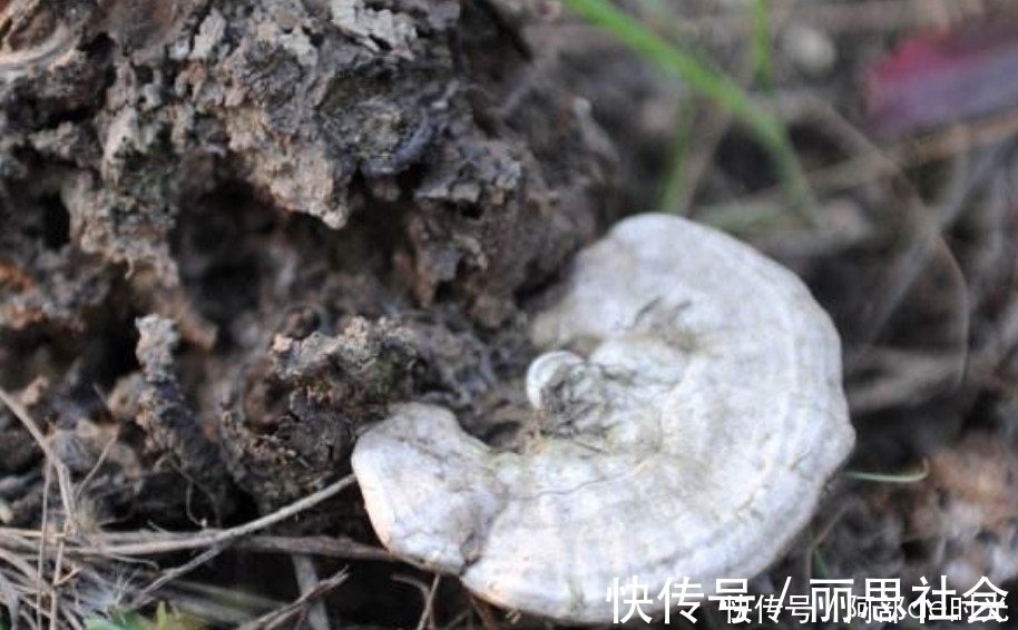 菌类|这种野生真菌生长在枯木上，看到别当柴火烧了，药用价值极高