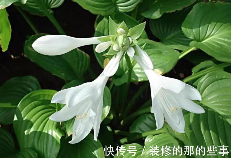 适合秋天种植的5种漂亮花,大气好养有格调,值得拥有