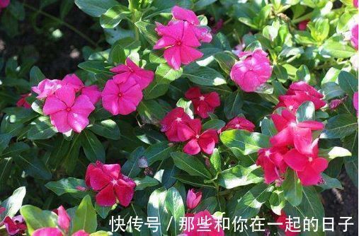 漂亮|喜欢在家中养护漂亮的花卉,就选择花色艳,花期长,开花美丽的花