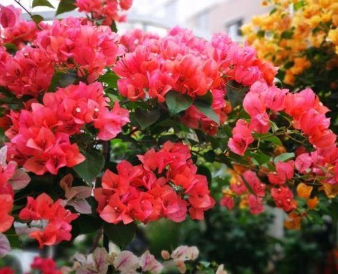 阳台养这几朵花,花开不断,开花漂亮花期长,谁养谁喜欢