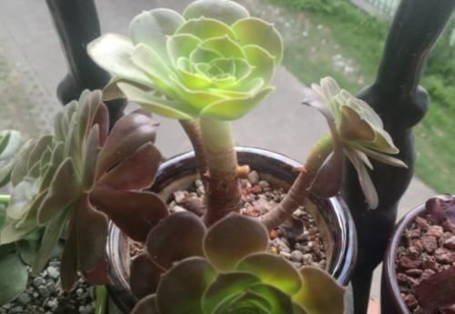 法师多肉一碰就掉叶子?两种原因和对应的处理方法,看看就学会了