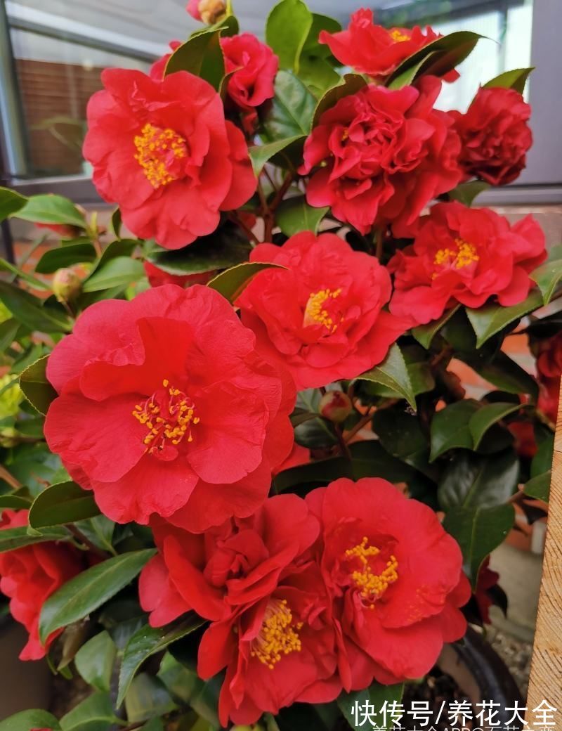 5种矫情花,不能干,不能湿,实在是娇气