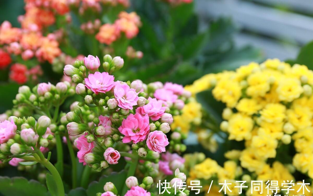 室内养花需注意,因为老话“花旺人不旺”,那可以养的花有哪些?