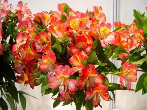 1种花，开花仙气十足，常被用作切花，是阳台盆栽新宠