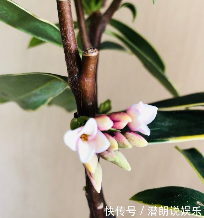 喜欢养芳香花卉的人,客厅只养一盆“夺香花”,好闻又大气